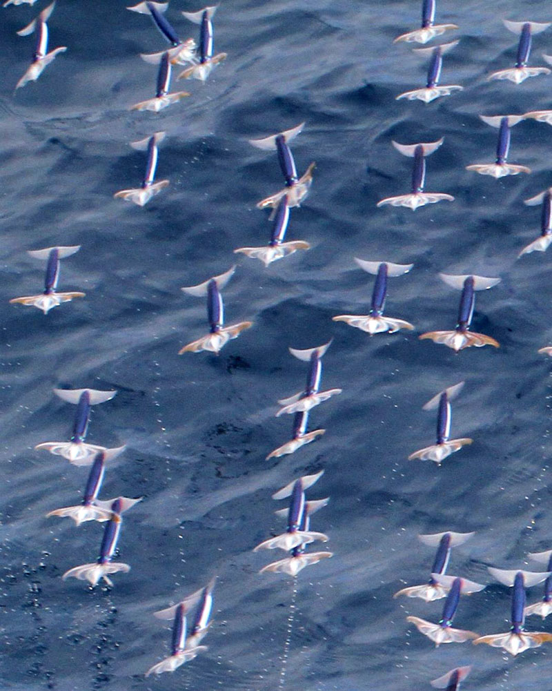 Летающих кальмаров обнаружили в Тихом океане