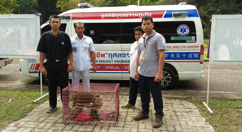 Дикую макаку поймали в одном из поселков Паклока