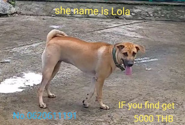 Пропала собака в районе Патонга