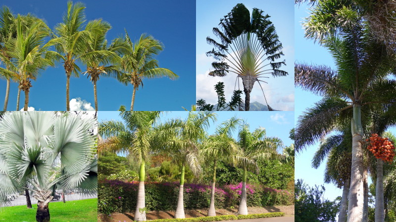 Пхукетские пальмы, часть 1