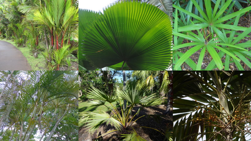 Хвост веером: Пхукетские пальмы, часть 2