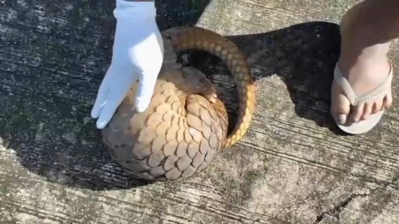 В Камале обнаружили пангалина