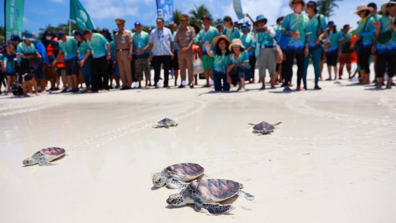 Молодых черепах выпустили в море на Раче-Яй