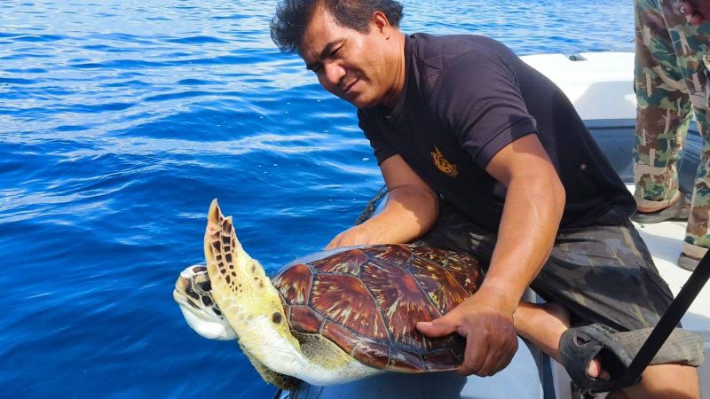 Морская черепаха попала в ловушку для рыбы на Суринских островах
