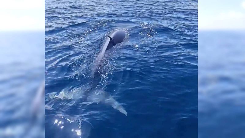 Редчайшего кита Омуры сняли на видео у побережья Таиланда