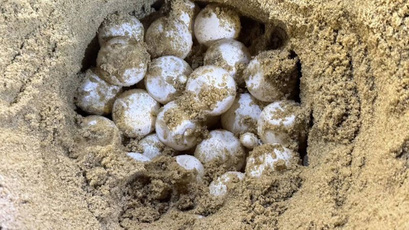 Кладку яиц морской черепахи нашли на пляже Тха-Сай