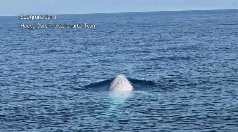 Уникального белого кита Омуры заметили в водах Пхукета