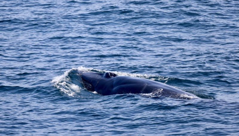 Четырех китов Омуры обнаружили в водах Пхукета