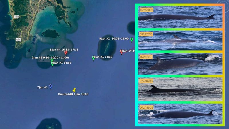 Пять китов Омуры идентифицированы в заливе Пханг-Нга