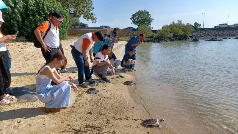 Спасенных и вылеченных черепах выпустили в море на Пхукете