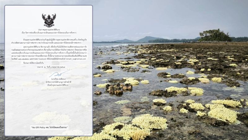 Ко-Плинг закрыли для посещения из-за угрозы гибели кораллов