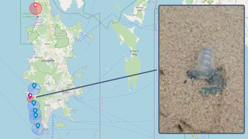Португальские кораблики обнаружены в Патонге