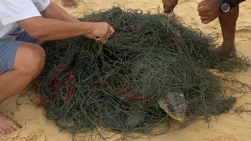 Трех черепах спасли из сетей и морского мусора на Пхукете