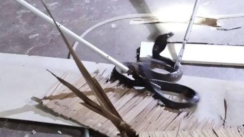 Моноклевую кобру поймали в Раваи