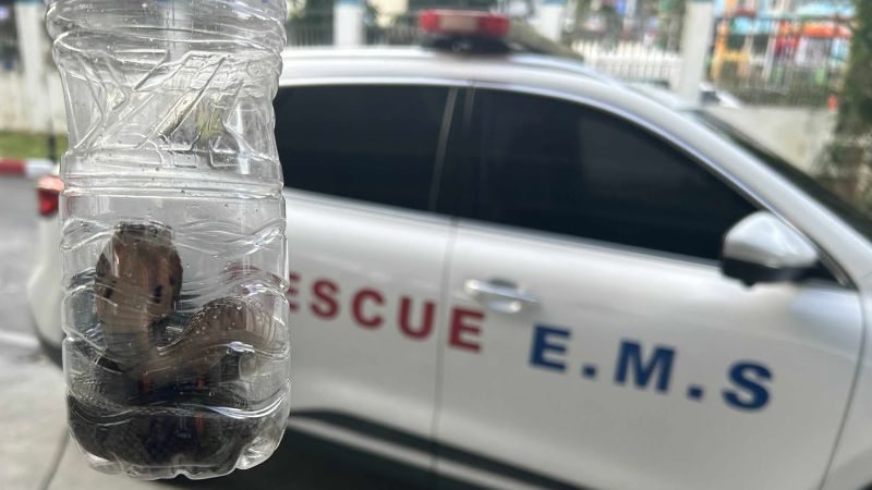 Моноклевую кобру поймали в Патонге