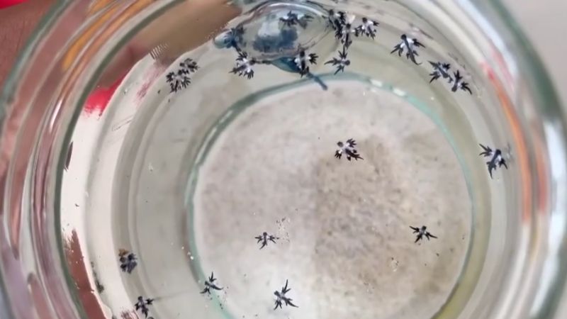 Португальские кораблики обнаружены на Кароне на фоне приближающейся непогоды