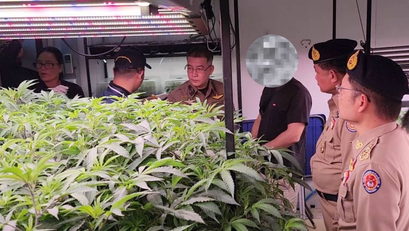 Полиция пришла с ордерами на иностранную ферму каннабиса в Краби